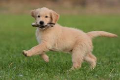 8f202419acf3176ff8ccff6a13f8d56b_245