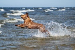 8f3e2ed0c8ff4a8ed6bd081949bc070d_245