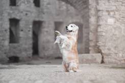 8f472e9c6be974effb0d9dd62e7e4d9a_245