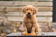 8f9e6f0bdbfa94a653204c2d4c91580e_195x130_fill