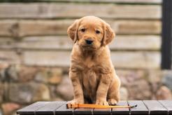 8f9e6f0bdbfa94a653204c2d4c91580e_246x164_fill