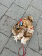 8ffcb27272c0456e39e25f17af382253_138x184_fill