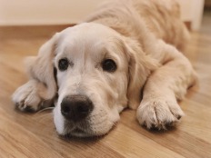 9031c47828d3089287200589651d677d_232x174_fill