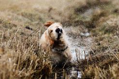 903c6b134676fb7e972ba4003b81288a_246