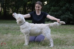 9044946a08517578a7c774ca3441cc1d_246