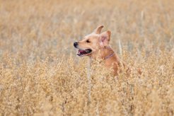 90f91388c5c2b76e7fed7df3f24041c7_246