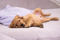 9100bae49bc10aae4b25476efd39f68c_195x130_fill