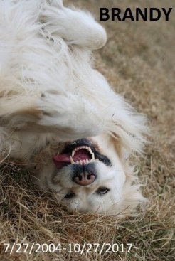 9139e067bd104bc8692191e7884217d0_246x367