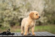 913dde5e6a30d262dfad9509e27fcc54_195x130_fill