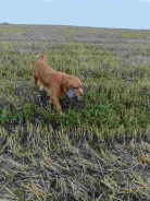 9176ab6a923c9a26c2195200147d2b25_138x184_fill