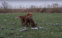 925e97d3451934d40567b662bdafbfff_255