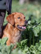 929ece2c654a50ac85238d922141ee16_174x231