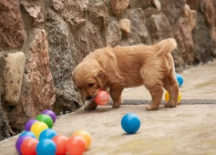 92c4778f020bf59cd77fbcd24a1223b6_237