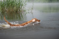 931be4a32ba83eba86e2a1352c1e0ecb_195