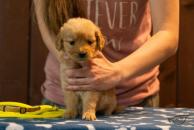 9322cc0497f78ec93e2e54402616d0e6_194