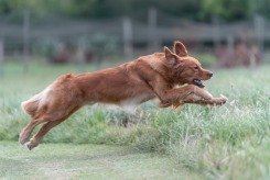 9342b995fe567ca16f59f330ffb273e9_245