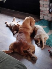 9344c1abe2773b2f10c4612892138594_174x232_fill