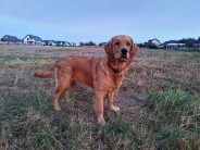 934e152ce3c0cacbbf8422b3c71b67da_184x138_fill