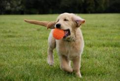 93c42bda0f0791c0f9a7c02126c31ef9_244