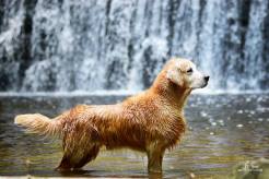 93e18fecd7b30cb640a588a220fa6c24_246