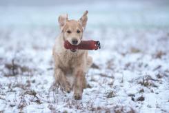 940f323876ee1ea3ca4327c4d3684737_245