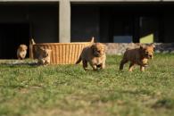 944d5205c6c7ebdf41f7ba4a23e9455f_195x130_fill