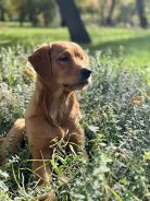 94a6ea66361f309d19a242802f9ff50d_138x184_fill