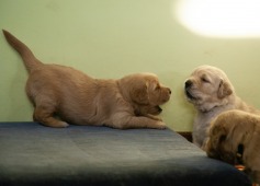 94d769b607e73fb7aa43a488f8eb4c38_237