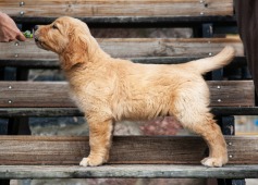 950306c57d5d774707b54fc396701fcf_237