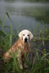 950e36bb39b35f0cbb6d505cca86b659_164x245