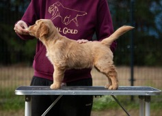 95106de8c0cde60288ceb2823e7f3426_237