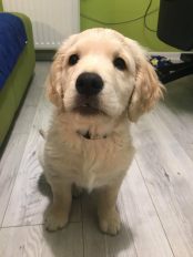 952517642a61bea439bffb3231198db8_174x232_fill