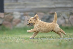 95408dcb79649e8081c6c230a4ea3b0c_246