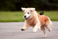 95cd4dd8ca535bf0c9d4fe76609667a8_246