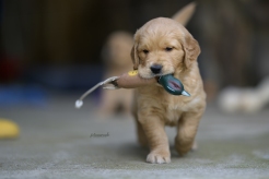 9619ea05d4a9b217e7dd2a10b76fd332_246