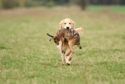 96458856c927cf40ddcee795e194cb12_245