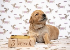 9664bd19adbb2211bd34fbbc84d93db8_237