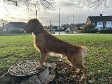 966f5e699070d36accf8d68d5c27f441_232x174_fill