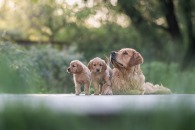 96839bd2adcd5e5c09aca6dd52566fc0_195