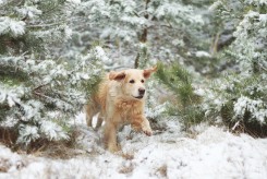 9684cba71f45a112f86e27f706533492_245