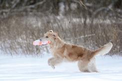 96f5a1c06c8be6b9243baba2f7a29657_245