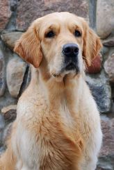 971c4ea125fc6e58e194c0cf8fefc2bc_164x245