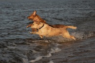 975760a65d8d1abeaade4bb892d05fdb_195