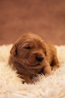 979419aae6fe7e1210e59fabb9d048c5_130x195