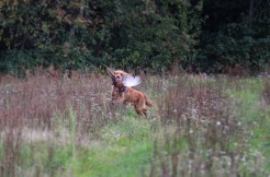 97987b01316f87a053a409113b1b1f70_246