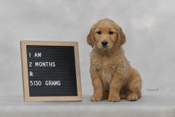 97e8ad5beb6710bae9cdaa540d64c1ce_246