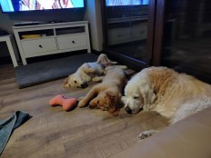 99576187d7b660eba05c78d293ce2452_232x174_fill