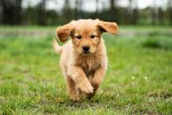 99687e87e2686f293d402ccb75d18488_195x130_fill