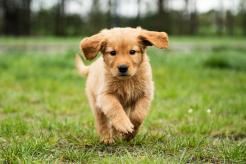 99687e87e2686f293d402ccb75d18488_246x164_fill