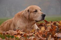 99816821c55cd51d5ed6dbae4f3a7081_246x164_fill